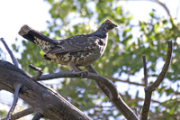Dusky Grouse 0704